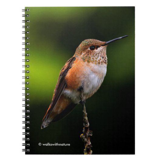 Schattige Rufous Hummingbird op Branch Notitieboek (Voorkant)