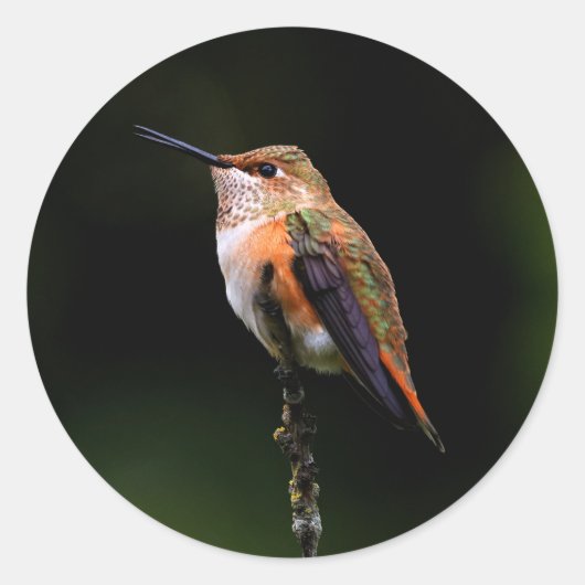 Schattige Rufous Hummingbird op Branch Ronde Sticker (Voorkant)