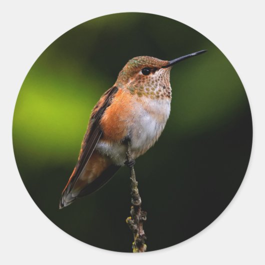 Schattige Rufous Hummingbird op Branch Ronde Sticker (Voorkant)