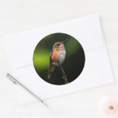 Schattige Rufous Hummingbird op Branch Ronde Sticker (Envelop)
