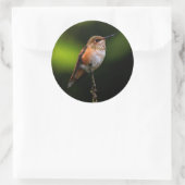 Schattige Rufous Hummingbird op Branch Ronde Sticker (Tas)