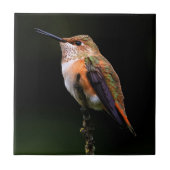Schattige Rufous Hummingbird op Branch Tegeltje (Voorkant)