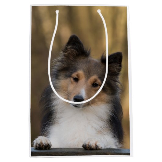 Schattige Sable Sheltie, Shetland Sheepdog Medium Cadeauzakje (Voorkant)