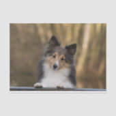 Schattige Sable Sheltie, Shetland Sheepdog Puppy Tissuepapier (Voorkant)