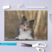 Schattige Sable Sheltie, Shetland Sheepdog Puppy Tissuepapier (Craft)