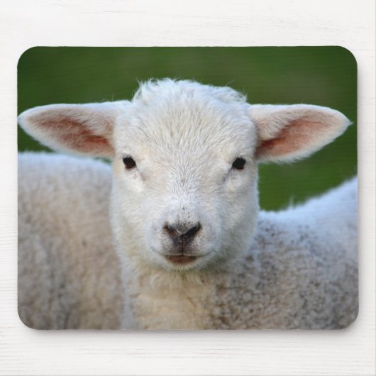 Schattige schaap muismat (Voorkant)