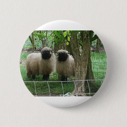 Schattige schapen ronde button 5,7 cm (Voorkant)