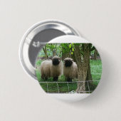 Schattige schapen ronde button 5,7 cm (Voorkant /achterkant)