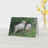 Schattige schapeneten laat Wenskaart achter Kaart (Gele Bloem)