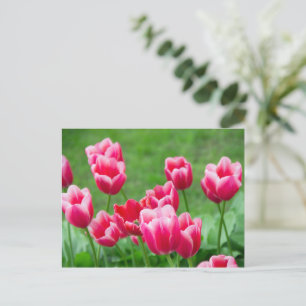 Schattige scharlaken tulpen in de tuin briefkaart