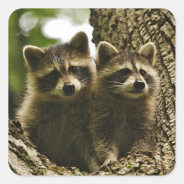 Schattige Schattigee Baby wasberen foto Vierkante Sticker