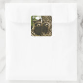 Schattige Schattigee Baby wasberen foto Vierkante Sticker (Tas)