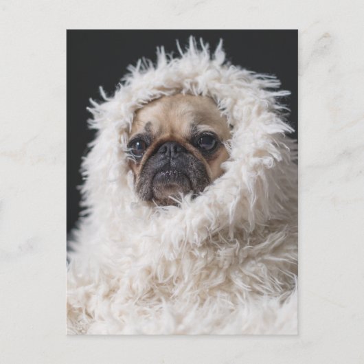 Schattige Schattigee Pug Puppy Dog Briefkaart (Voorkant)