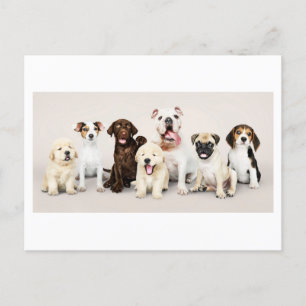 Schattige Schattigee Puppies Foto Briefkaart