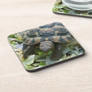 Schattige Schildpad Bier Onderzetter
