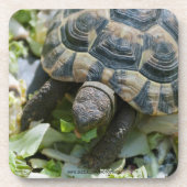 Schattige Schildpad Bier Onderzetter (Voorkant)