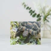 Schattige Schildpad Briefkaart (Staand voorkant)