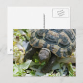 Schattige Schildpad Briefkaart (Voorkant / Achterkant)
