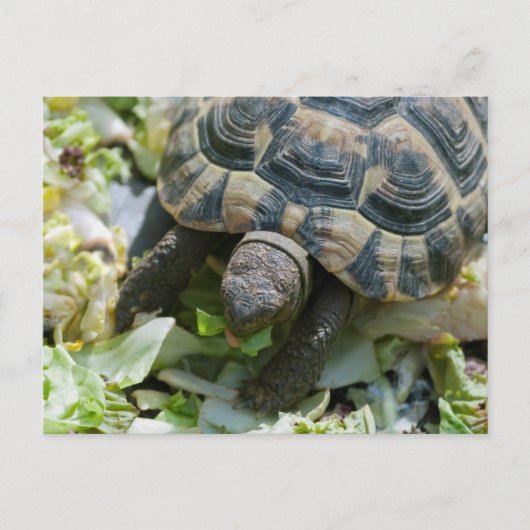 Schattige Schildpad Briefkaart (Voorkant)