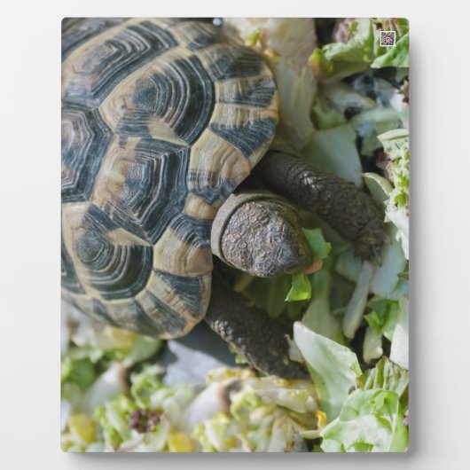 Schattige Schildpad Fotoplaat (Voorkant)