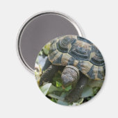 Schattige Schildpad Magneet (Voorkant / Achterkant)