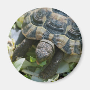 Schattige Schildpad Magneet