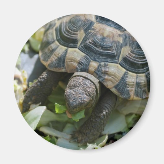 Schattige Schildpad Magneet (Voorkant)