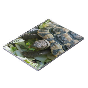 Schattige Schildpad Notitieboek