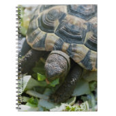 Schattige Schildpad Notitieboek (Voorkant)