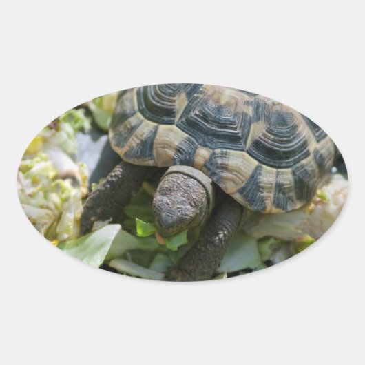 Schattige Schildpad Ovale Sticker (Voorkant)
