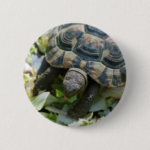 Schattige Schildpad Ronde Button 5,7 Cm