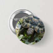 Schattige Schildpad Ronde Button 5,7 Cm (Voorkant /achterkant)