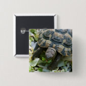 Schattige Schildpad Vierkante Button 5,1 Cm (Voorkant /achterkant)