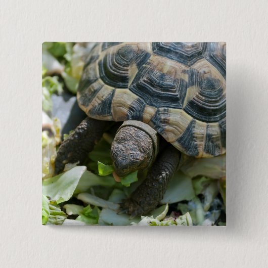 Schattige Schildpad Vierkante Button 5,1 Cm (Voorkant)