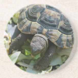 Schattige Schildpad Zandsteen Onderzetter