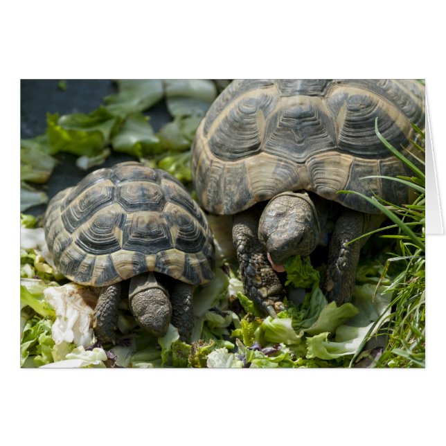 Schattige schildpadden (Voorkant Horizontaal)
