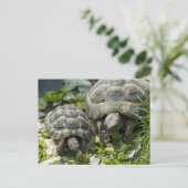 Schattige schildpadden briefkaart (Staand voorkant)