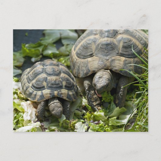Schattige schildpadden briefkaart (Voorkant)