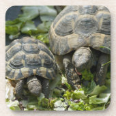 Schattige schildpadden drankjes onderzetter (Voorkant)