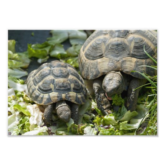 Schattige schildpadden foto afdruk (Voorkant)