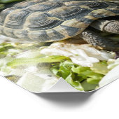 Schattige schildpadden foto afdruk (Hoek)