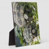 Schattige schildpadden fotoplaat (Zijkant)