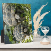 Schattige schildpadden fotoplaat (Zijkant)