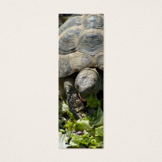 Schattige schildpadden mini visitekaartjes (Voorkant)