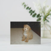 Schattige schnoedelpuppy briefkaart (Staand voorkant)