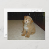 Schattige schnoedelpuppy briefkaart (Voorkant / Achterkant)