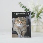 Schattige Schotse Fold Noedels Cat Birthday briefk Briefkaart (Staand voorkant)