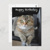 Schattige Schotse Fold Noedels Cat Birthday briefk Briefkaart (Voorkant / Achterkant)