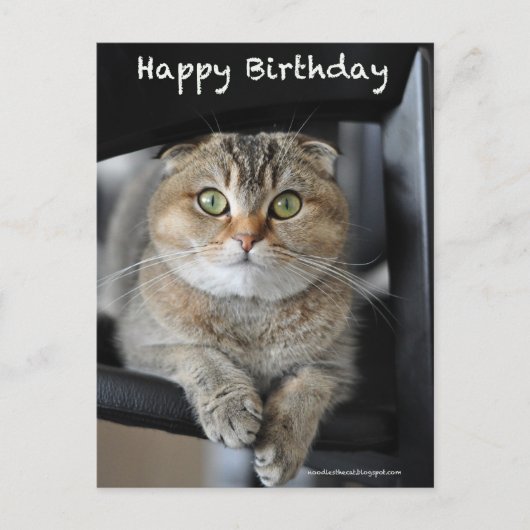 Schattige Schotse Fold Noedels Cat Birthday briefk Briefkaart (Voorkant)
