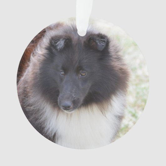 Schattige Sheltie Ornament (voorkant)
